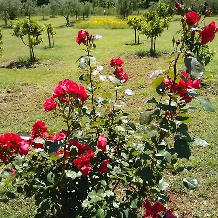 Il Brecciaro Alloggio in famiglia San Felice Circeo